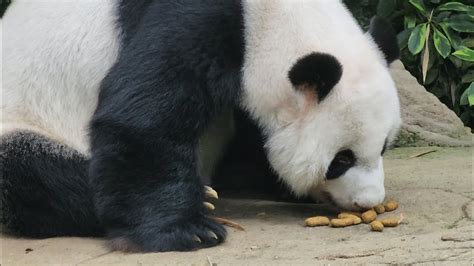 20230201 Giant Panda Kai Kai 凯凯 Eats High Fiber Biscuits River
