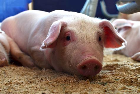 Este Es El Virus Que Mata A Millones De Cerdos En China Y Amenaza A Eu Alto Nivel