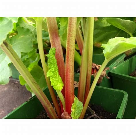 Rhubarb Victoria 3l Pot