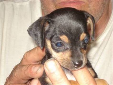 Chipin Dog (Miniature Pinscher-Chihuahua Mix) Info ...
