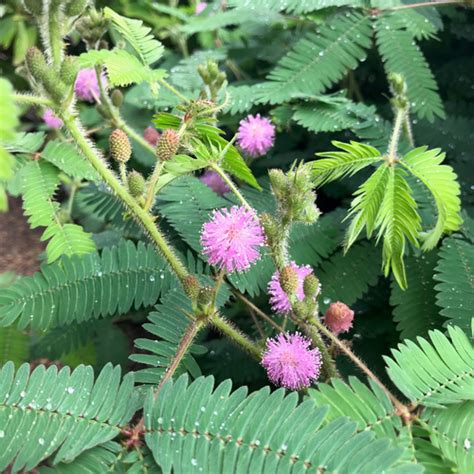 Sensitive Plant Seeds Mimosa Pudica Monticello Shop