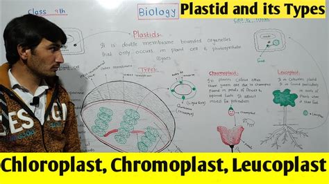 Plastid And Its Types Chloroplast Chromoplast And Leucoplast Class 9th