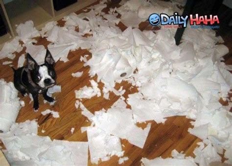 Pets Vs Toilet Paper The Ultimate Showdown Pictures Funny Animal