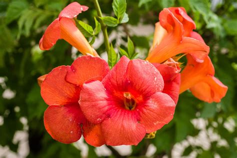 Anfänglich wurden dipladenia (mandevilla) ausschließlich als zimmerpflanzen kultiviert. Trompetenblume oder Klettertrompete (Campsis) - Pflege ...