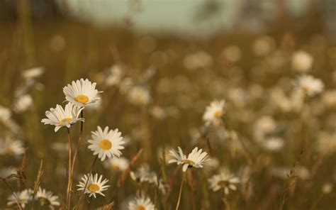 Daisies On A Blurred Background Wallpapers And Images Wallpapers