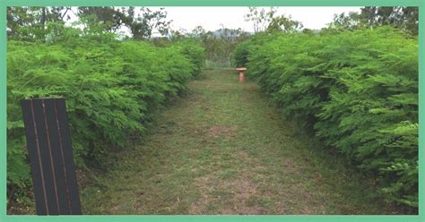 Maybe you would like to learn more about one of these? Australian Grown Moringa Website Fresh and Natural Moringa ...