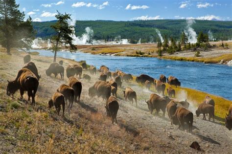 Il Parco Di Yellowstone Cosa Cè Da Sapere Un Blog Per Due