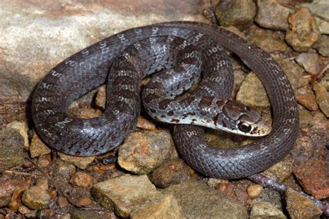 We did not find results for: Racer (Coluber constrictor)