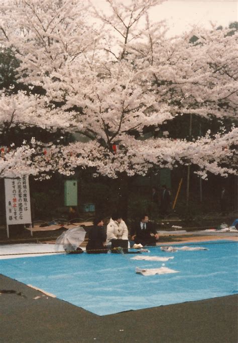 Random Thoughts Memories Of Japan Cherry Blossom Viewing