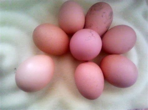 Langshan Egg Color