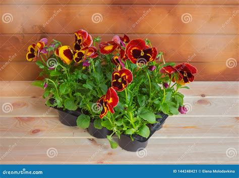 Seedlings Of Pansy Flowers In Plastic Pot Selective Focus Stock Image