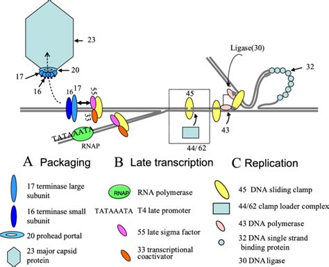 schematic of concurrent late phage t4 packaging a transcription b download scientific