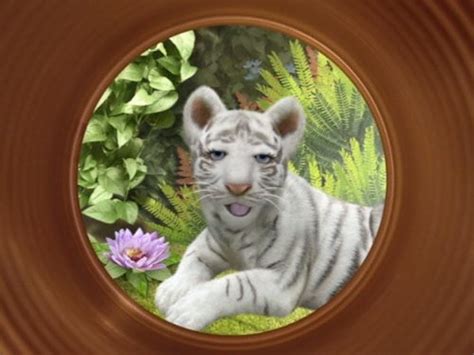 Wonder Pets Save The Bengal Tiger Tv Episode 2008 Imdb