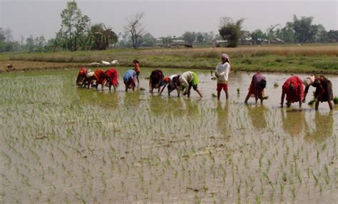 Poor Paddy Procurement From Rice Belt Upsets Farmers Has Rice