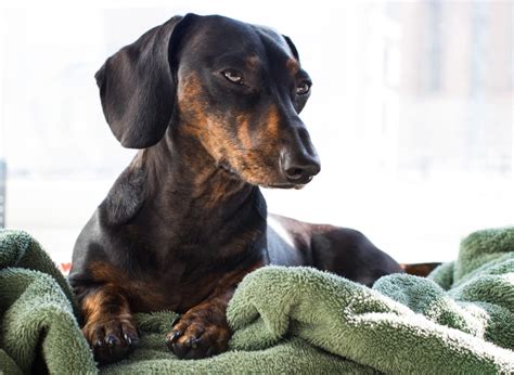 10 Dynamic Facts About Dachshunds Fact City