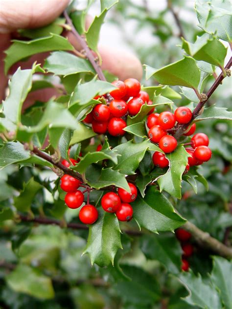 Swallowing them can cause vomiting, diarrhea, dehydration and. Garden Housecalls - Holly 'Blue Princess'