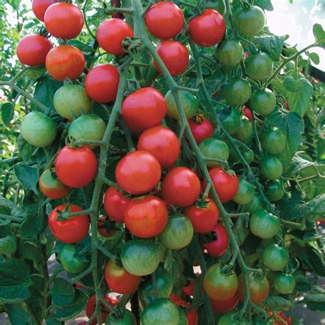 Marglobe Supreme Tomato Seed Price €165