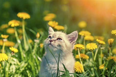 The Cutest Cat Ever — Cats In Flower Fields For All Your Aesthetic Needs