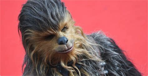Funny Chewbacca Singing Silent Night Like Only A Wookie Could Do