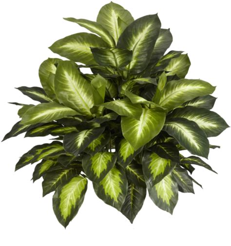Download Indoor Plants Top View Png Png Image With No Background