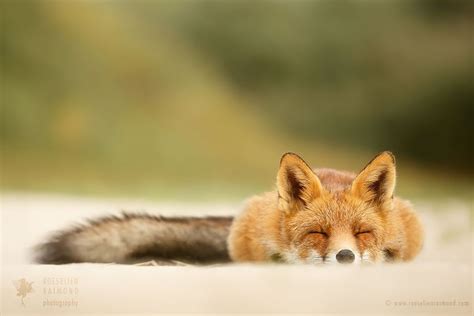 Sleepy Fox Is Sleepy By Roeselien Raimond Photo