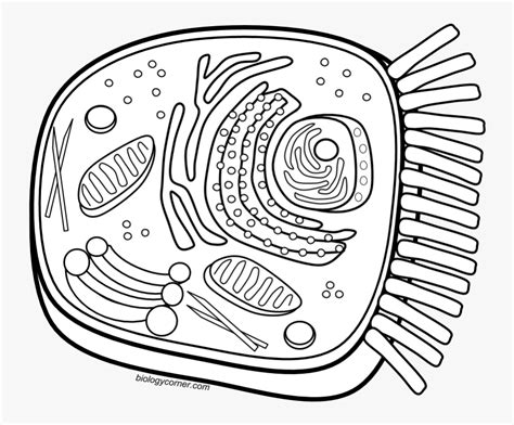 Animal Cell Coloring Page Animal Cell Drawing Black And White Free