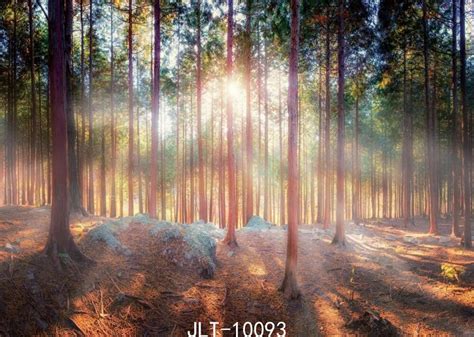 Sjoloon 7x5ft Sunshin Forest Photo Background Vinyl Natural Scenic