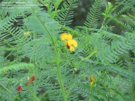 Check spelling or type a new query. Plant Identification: CLOSED: Fern Like Leaves Over 5 Feet ...
