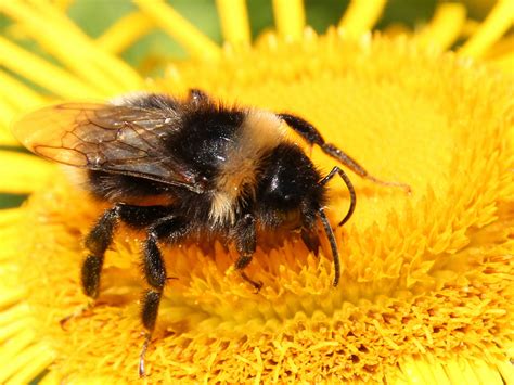 Bumblebees Identify Flowers By Their Scent New Research Reveals The