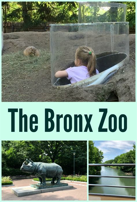 The Bronx Zoo Bronx Ny A Nation Of Moms