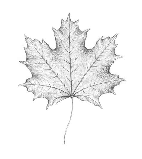 Leaf Drawing Photo Drawing Skill