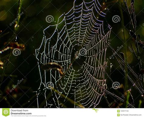 Cobweb In Morning Dew Stock Image Image Of Phobia Iridescent 122017143
