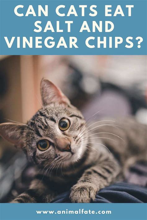 Or, when it comes to kitty snack time, is it better to leave the cheese in the fridge? Can Cats Eat Salt and Vinegar Chips? (Crispy Secret ...