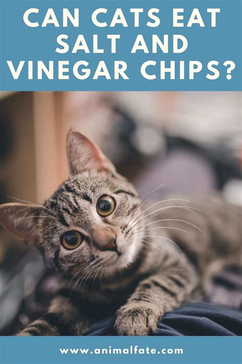 He recently broke into the pantry and ate through half a packet of saltine crackers (and promptly threw them up.but that didn't stop him from trying to rinse. Can Cats Eat Salt and Vinegar Chips? (Crispy Secret ...