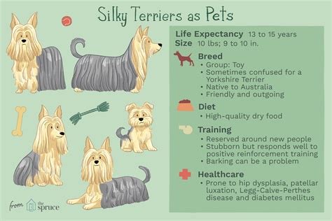 Silky Terrier Dog Breed Characteristics And Care