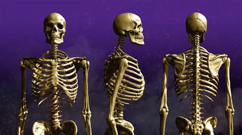 Artstation Wip Anatomically Correct Human Skeleton
