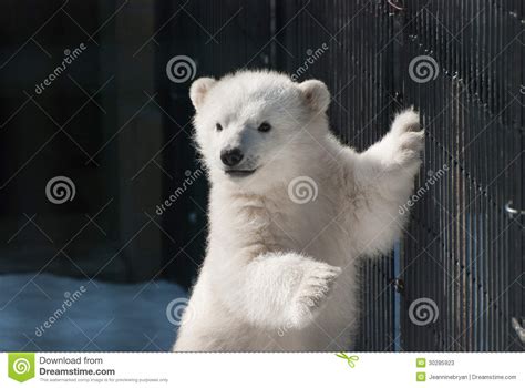 Baby Polar Bear Stock Image Image Of White Adorable