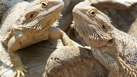 Bearded Dragon Wallpapers Wallpaper Cave