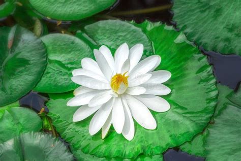 1430 Water Lily Underwater Photos Free And Royalty Free Stock Photos