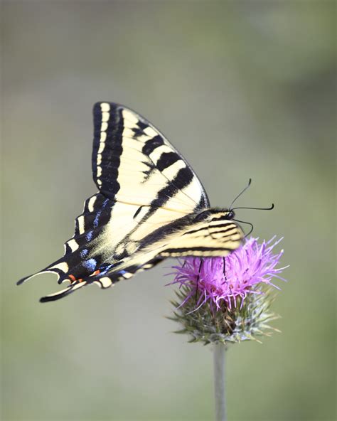 Western Tiger Swallowtail The Swallowtails Love All The Th Flickr