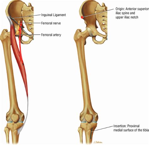 The Hip Musculoskeletal Key