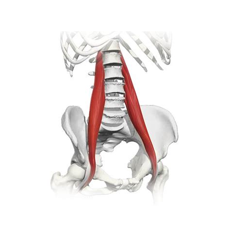 Learn More About The Psoas Muscles Pure Posture