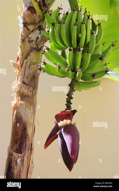 Plátano Musa Paradisiaca Musa X Paradisiaca Arbusto Con Flor Y