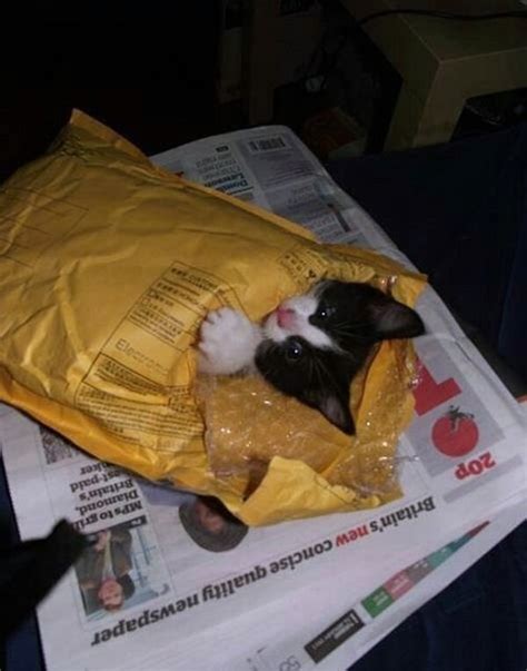 Caterpillar customer support email address: Surprise from Santa Claus! - Lolcats - lol | cat memes | funny cats | funny cat pictures with ...