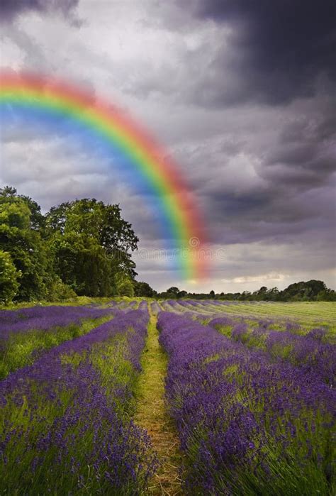 Storm Clouds And Rainbow Over Lavender Field Stock Image Image Of