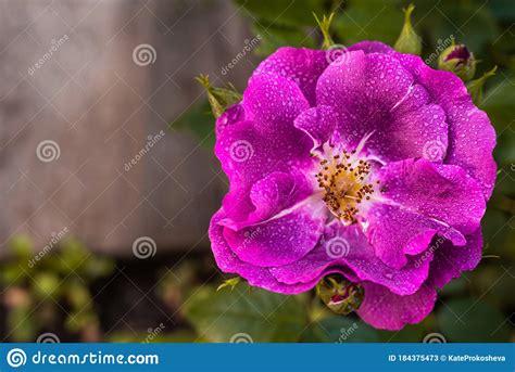 A Beautiful Purple Bright Rose Stock Image Image Of Colorful Blurred
