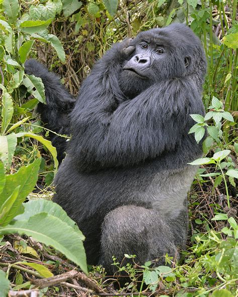 Rwanda Silverback Gorilla In Africa