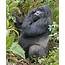 Rwanda  Silverback Gorilla In Africa