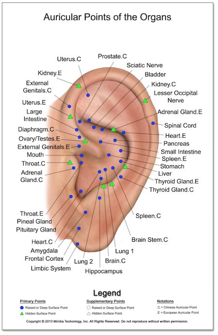 Ear Acupuncture Chart Pdf