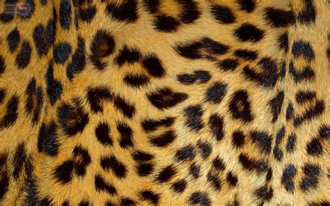 Pictures Of Cheetah Print Wallpaper ·① Wallpapertag